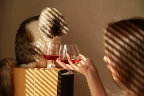 Drinks with cat Foto stock
