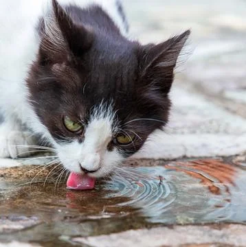 Drinks water Stock Photos