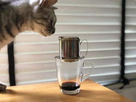 The drip coffee with cat Stock Photos