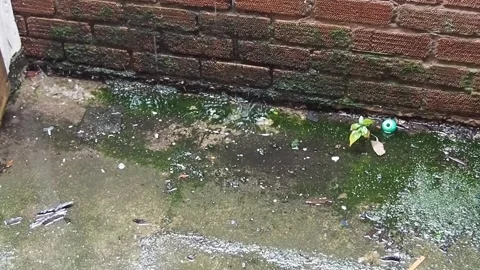 Drip Drop Rain Pavement With Green Moss Video stock 251252064