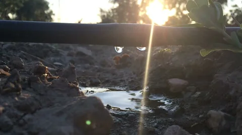 Of drip irrigation and olive plantations (17) Video stock 40987973