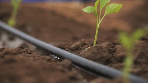 Drip irrigation of the bed. Green sprouts in the field Stock Footage 280837495
