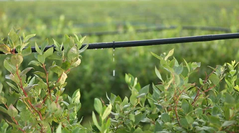 Drip Irrigation Blueberry Plants Video stock 28496962