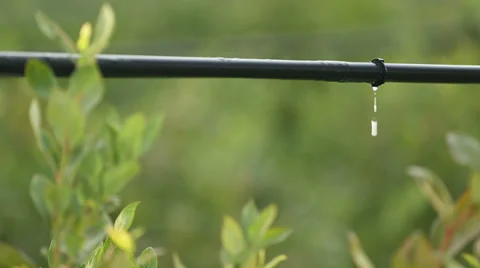 Drip Irrigation Close Up Video stock 37291984