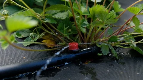 Drip irrigation. Close up view of irrigation system in a raised bed. Stock Footage 249161419
