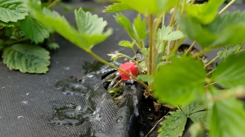 Drip irrigation. Close up view of irrigation system in a raised bed. Stock-Footage 249161425