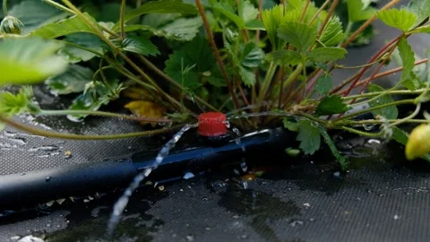 Drip irrigation. Close up view of irrigation system in a raised bed. Stock-Footage 249161428