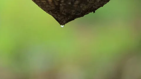 Drip Irrigation Close Up. Water saving drip irrigation system being used Stock Footage 63078370