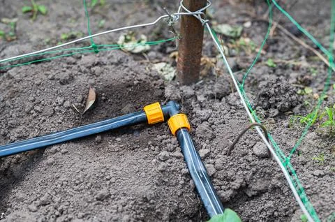 Drip Irrigation Connection Installed in Garden Soil Stock Photos