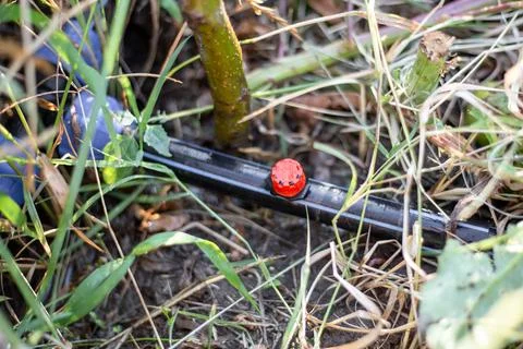 Drip irrigation. Diffuser in a polypropylene pipe for watering plants Stock Photos