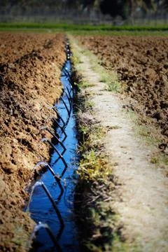 Drip irrigation in a farm Stockfoto's