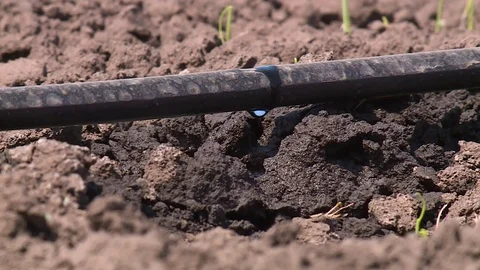 Drip irrigation of farmland fields Video stock 123045647
