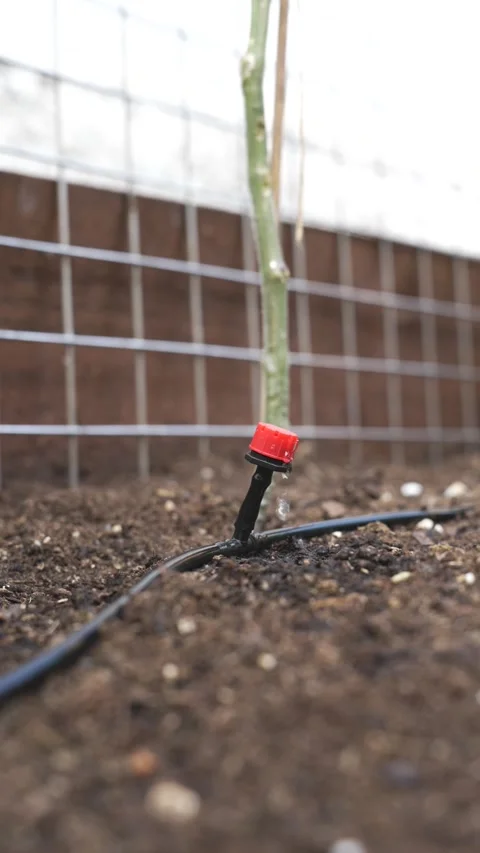 Drip Irrigation Feeding Organic Vegetables in Home Garden Stock Footage 336241208
