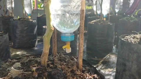 Drip Irrigation Stock Footage 242597266