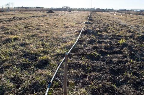 Drip Irrigation of Fruit Trees Stock Photos