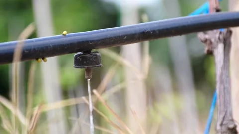 Drip Irrigation Hose, Efficient Watering System for Sustainable Crop Growth Stock Footage 300790574