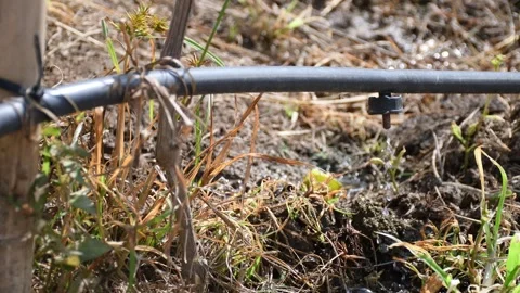 Drip Irrigation Hose, Efficient Watering System for Sustainable Crop Growth Stock Footage 300790605