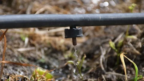 Drip Irrigation Hose, Efficient Watering System for Sustainable Crop Growth Stock Footage 300790622