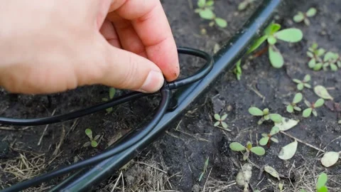Drip irrigation installation, close-up. Adapter for four tubes for watering Stock Footage 316147860