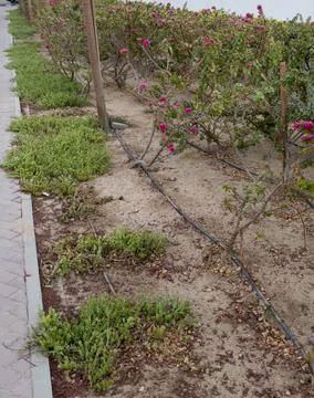 Drip irrigation for landscaping on the side on a path Stock Photos