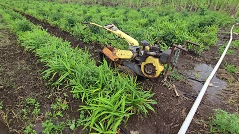Drip Irrigation Lines Hydrating Wet Ginger Farm Soil following mechanical tillag Stock Footage 344857824