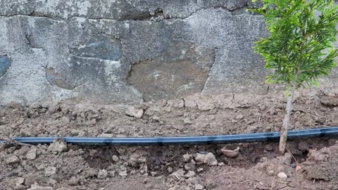 Drip irrigation pipe delivering targeted water flow near young tree, running Stock Footage 311165159