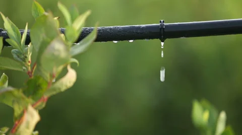 Drip Irrigation Pipe Video stock 29786185