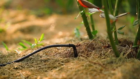 Drip irrigation process, close-up on blurred background. Water drops dripping in Stock Footage 318576117