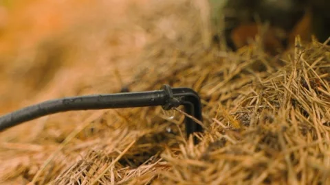 Drip irrigation process, close-up on blurred background. Water drops dripping in Stock Footage 318576185