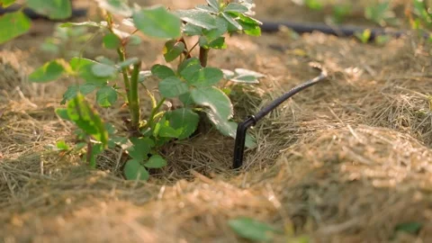 Drip irrigation of roses under the root, close-up Stock Footage 317296442