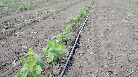 Drip Irrigation Stem of Raspberry Planted in Neat Rows Stock Footage 76014851