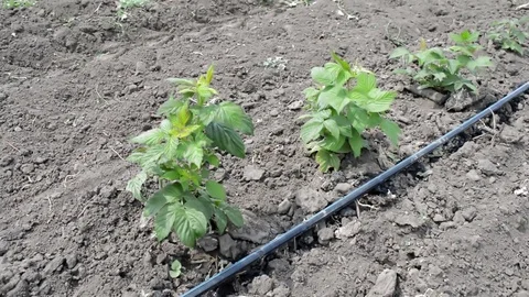 Drip Irrigation Stem of Raspberry Swings in the Wind Stock Footage 76013582