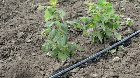 Drip Irrigation Stem of Raspberry Swings in the Wind Stock Footage 76014932