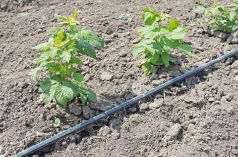 Drip Irrigation Stem of Raspberry with Water-hose Stock Photos