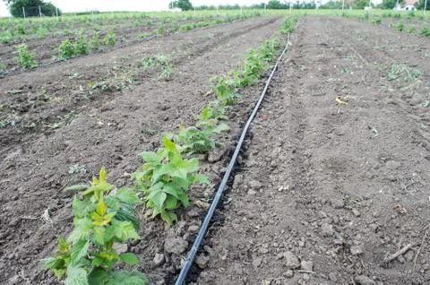 Drip Irrigation Stems of Raspberry with Water-hose Stock Photos