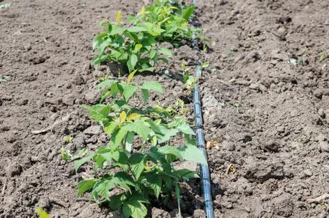 Drip Irrigation Stems of Raspberry with Water-hose Stock Photos