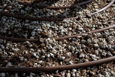 Drip irrigation system with brown pipes on soil mixed with volcanic stones. Stock Photos