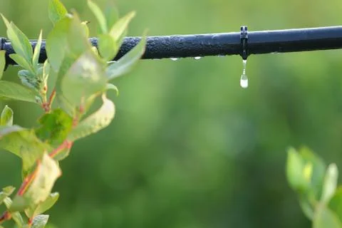 Drip Irrigation System Close Up Foto stock
