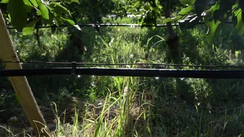 Drip irrigation system. Close Up Water saving drip irrigation system in orchard Stock Footage 139093282