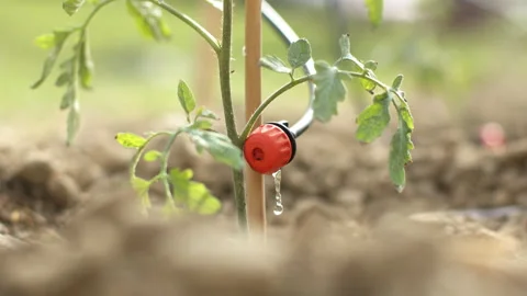 Drip irrigation system. Closeup of water dripping in a tomato field. Stock Footage 130511014