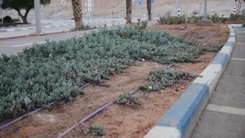 Drip irrigation system for decorative plants against dry climate in the desert Stock Footage 183396090