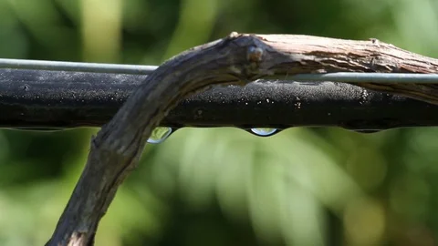 Drip Irrigation System Detail Shot Water Drops over Green Background Stock Footage 110329442
