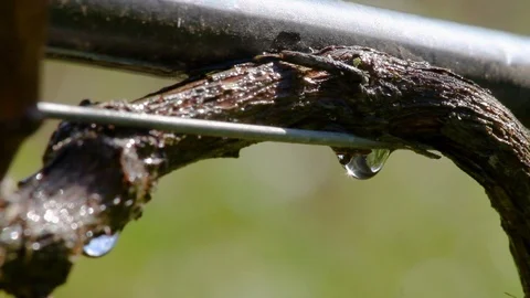 Drip Irrigation System Detail Shot Water Drops on Sunny Day Stock Footage 110334722