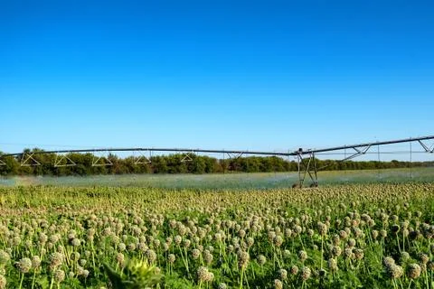 Drip irrigation system in field Stock Photos
