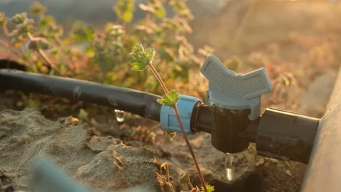 Drip irrigation system on field with plants in countryside Stock Footage 154580978