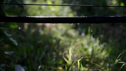 Drip irrigation system in field. Water saving drip irrigation system in orchard Stock Footage 139272693