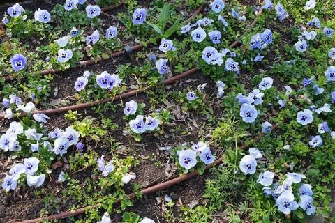 Drip irrigation system on a flower bed with violas Stock Photos