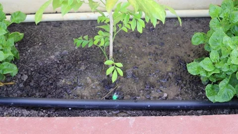 Drip irrigation system flowing to green tree Stock Footage 140369724