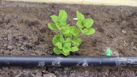 Drip irrigation system flowing water to green watercress Stock Footage 140870117
