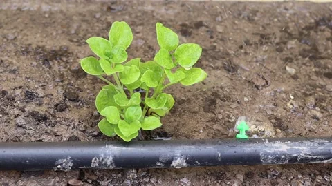 Drip irrigation system flowing water to green watercress trees Stock Footage 140870579
